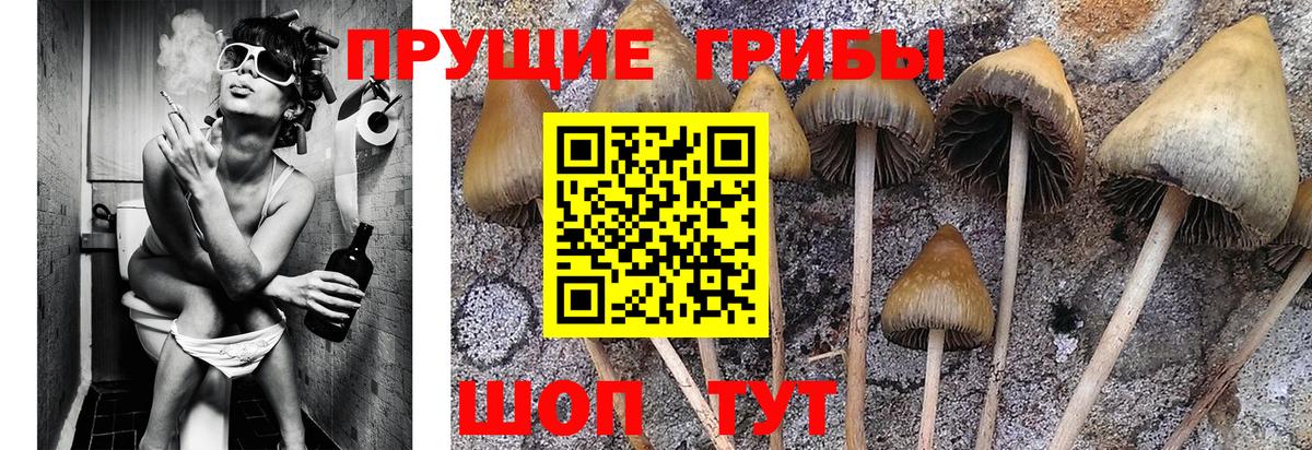 где продают наркотики  Псилоцибиновые грибы Cubensis  Первоуральск  Вход с VPN  Галлюциногенные грибы прущие грибы 